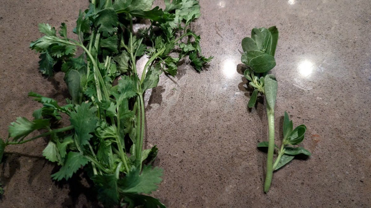 enderw31's tweet photo. This was mixed in with my cilantro. https://t.co/rCkuo8PXA3