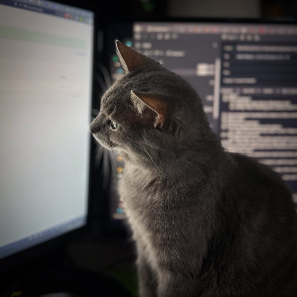 Pixie is double checking my work as I finish off some stuff for a #bigcommerce project. #CatsOfTwitter