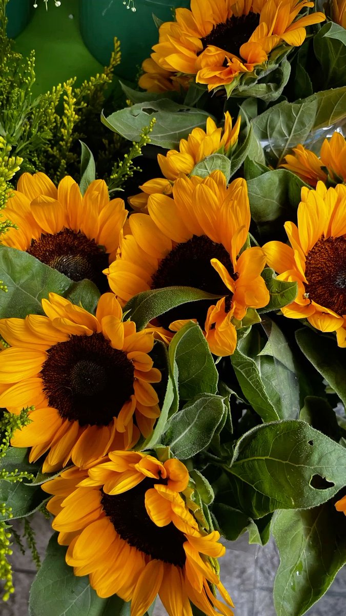 sunflowerchives's tweet image. sunflower delight💛