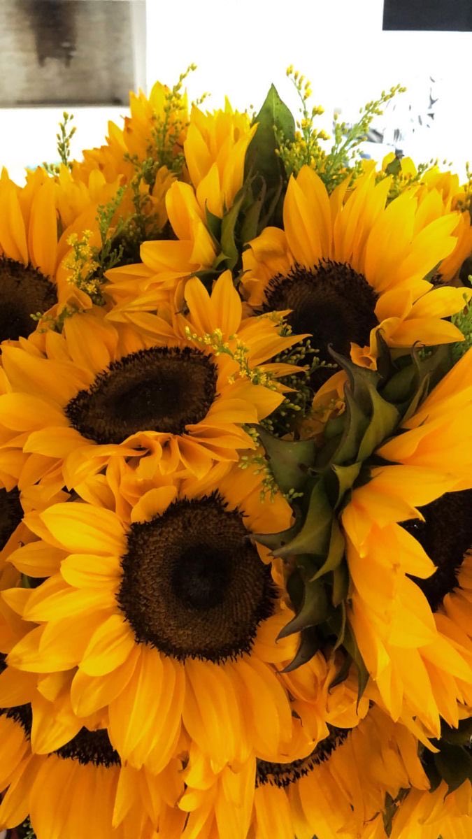 sunflowerchives's tweet image. sunflower delight💛