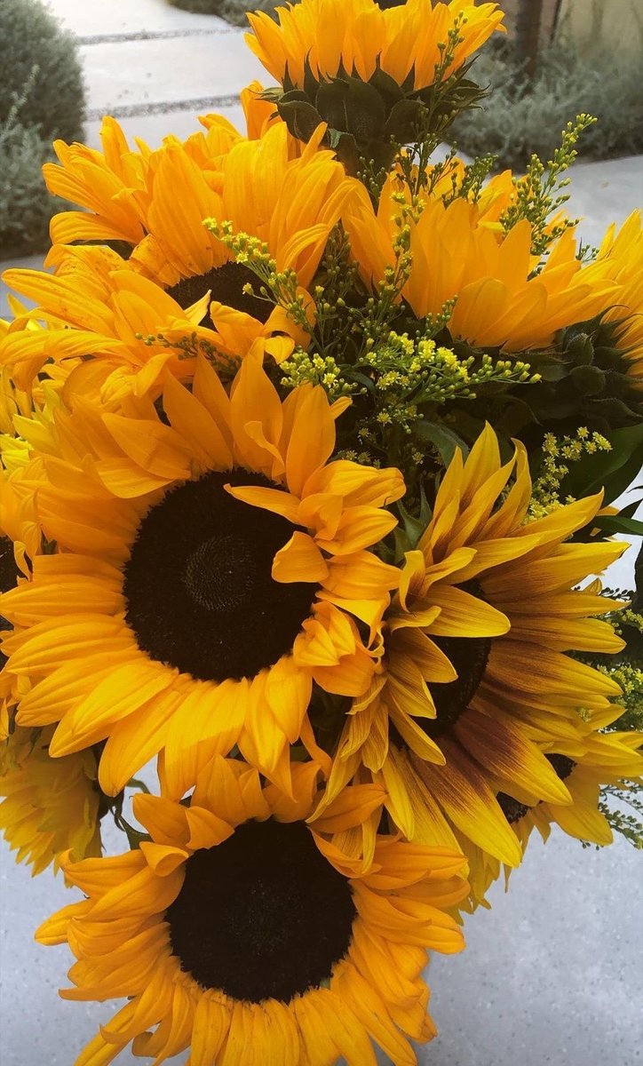sunflowerchives's tweet image. sunflower delight💛