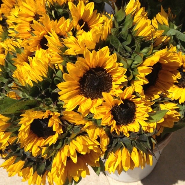 sunflowerchives's tweet image. sunflower delight💛