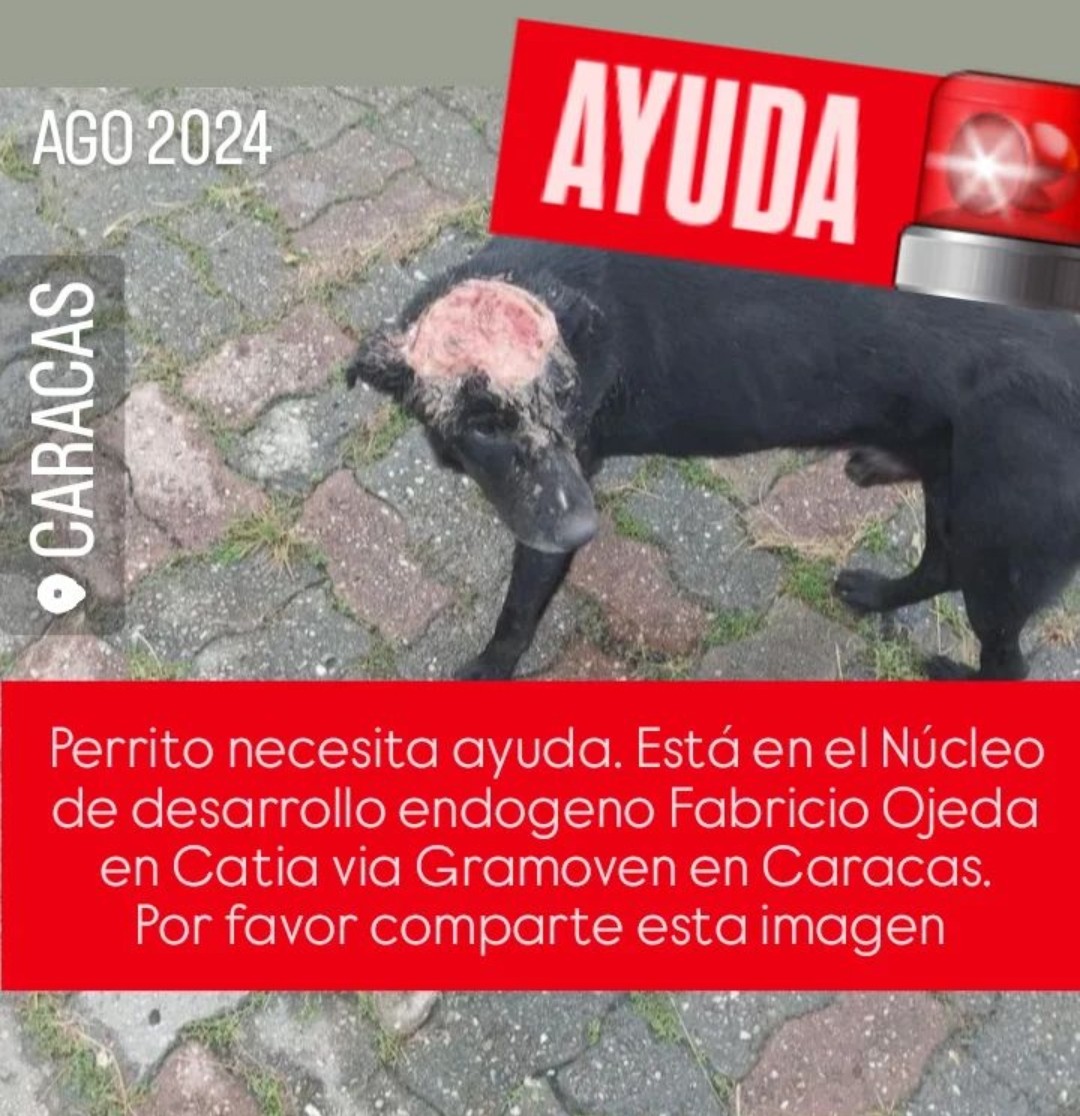 PerroUsuario Wof '•' tweet media