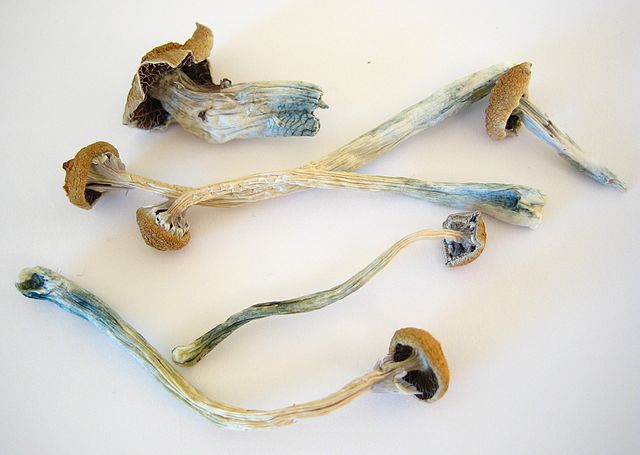 shroomsdaddy's tweet photo. Feeling like your WiFi is too slow? 🍄 My shrooms have better connection to the cosmos!  #MagicMushrooms #shroomsdaddy https://t.co/kijbi20uGF