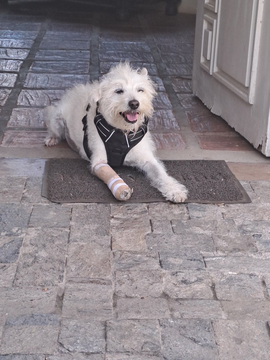 yaracalcagno's tweet photo. Hola, Tico fue operado de un tumor. Su pata derecha tiene atrofia muscular y no podra caminar sin esta férula (foto derecha). No las fabrican ni venden en Venezuela. Agradezco si alguien tiene una talla M que ya no use y quiera donar o vender. Deben contactar a @claudiarromero https://t.co/x8qijAadRw