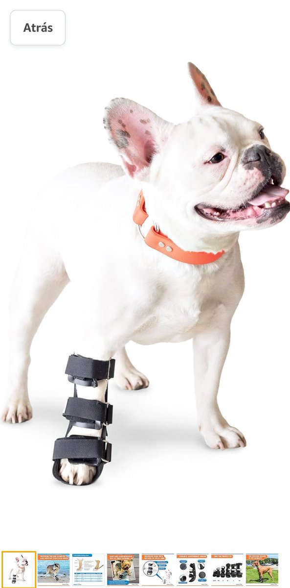 Hola, Tico fue operado de un tumor. Su pata derecha tiene atrofia muscular y no podra caminar sin esta férula (foto derecha). No las fabrican ni venden en Venezuela. Agradezco si alguien tiene una talla M que ya no use y quiera donar o vender. Deben contactar a <a href="/claudiarromero/">ClaudiaRRomero</a>