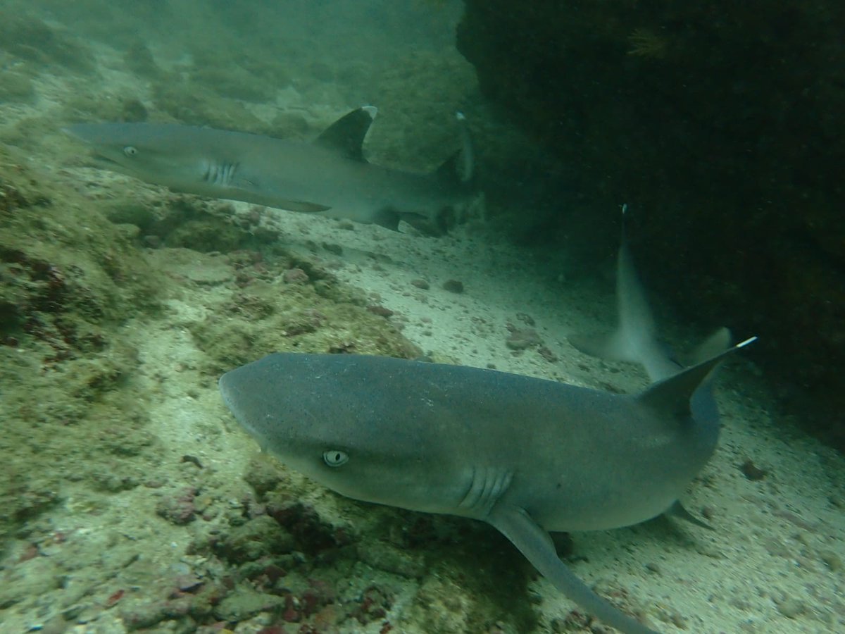 Caño Island has one of the most extensive and best-conditioned coral reef formations on the Pacific coast of Costa Rica 😱. #TeamGuacamaya had a great time exploring it at 😊 #CampUVI. 

#CampsEffect <a href="/CampsInt/">Camps International</a>