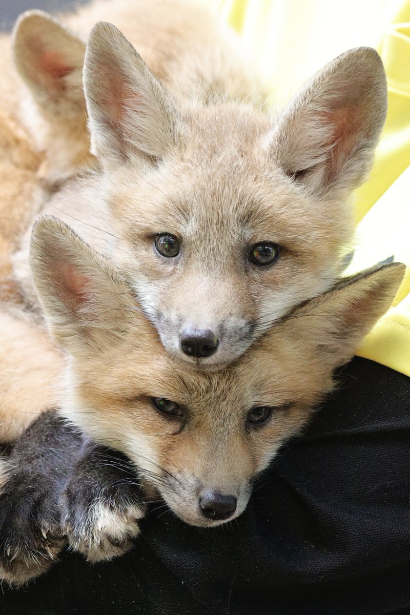 狐仙人乃弟子 トコノ オルタ tweet media