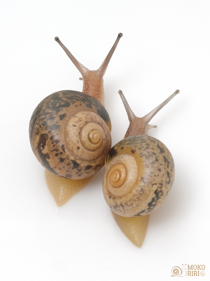 Dextral(right-handed) and sinistral(left-handed) snail brothers