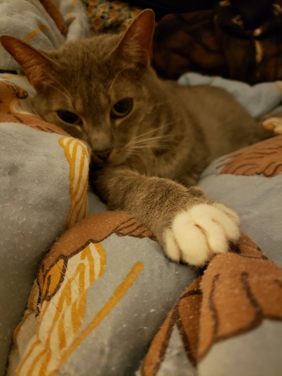 SilbyGrayCat's tweet photo. @_sid_the_cat__ Sending lots of healing purrs, love, light, and energy to sweet Sid. Mom and I are saying pawrayers for you every night. #PawsOut for Sid https://t.co/gv3elEfPws