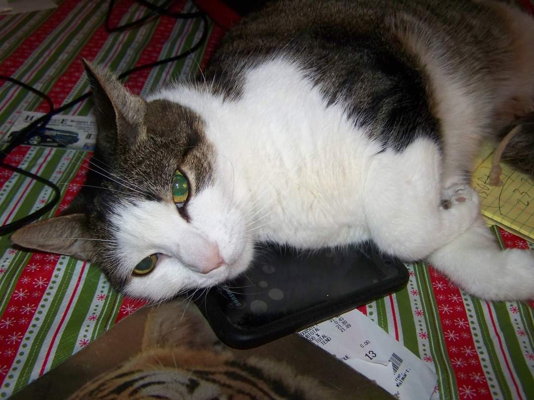 CatCheezeburger's tweet photo. #TabbyTuesday Memory
August 6, 2011
Sweet Tony Cat.
Miss you and love you T.🌈Mr. Jingles
🌈Tony Cat
🌈Cheezeburger
🌈Cheeseburger
#catoftheday
#TonyCat
#MrJingles #CheezeburgerTheCat
#CheeseburgerTheCat
#CatsOfTwitter
#RainbowBridge https://t.co/yPN0Fos2PM
