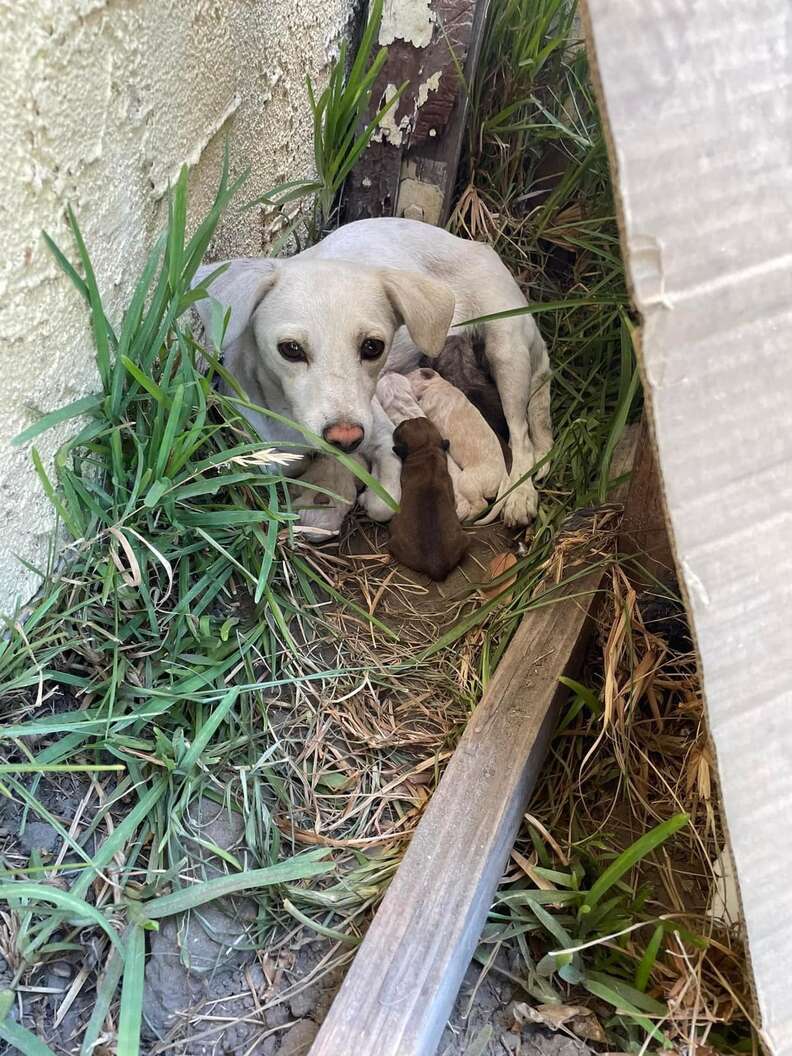 RapturexWatch's tweet photo. PLEASE PRAY THAT I CAN ADOPT CAROL (MAMA DOG) AND / OR SOME OR ALL OF HER BABJES. THEY'RE CURRENTLY AT A FOSTER HOME. THEY COULD POSSIBLY BE UP FOR ADOPTION WHEN THE BABIES ARE OLDER AND NOT NURSING.

AND PLEASE PRAY FOR THEIR WELLBEING AND FOR THEM TO BE PROTECTED https://t.co/JoeFSjwYny