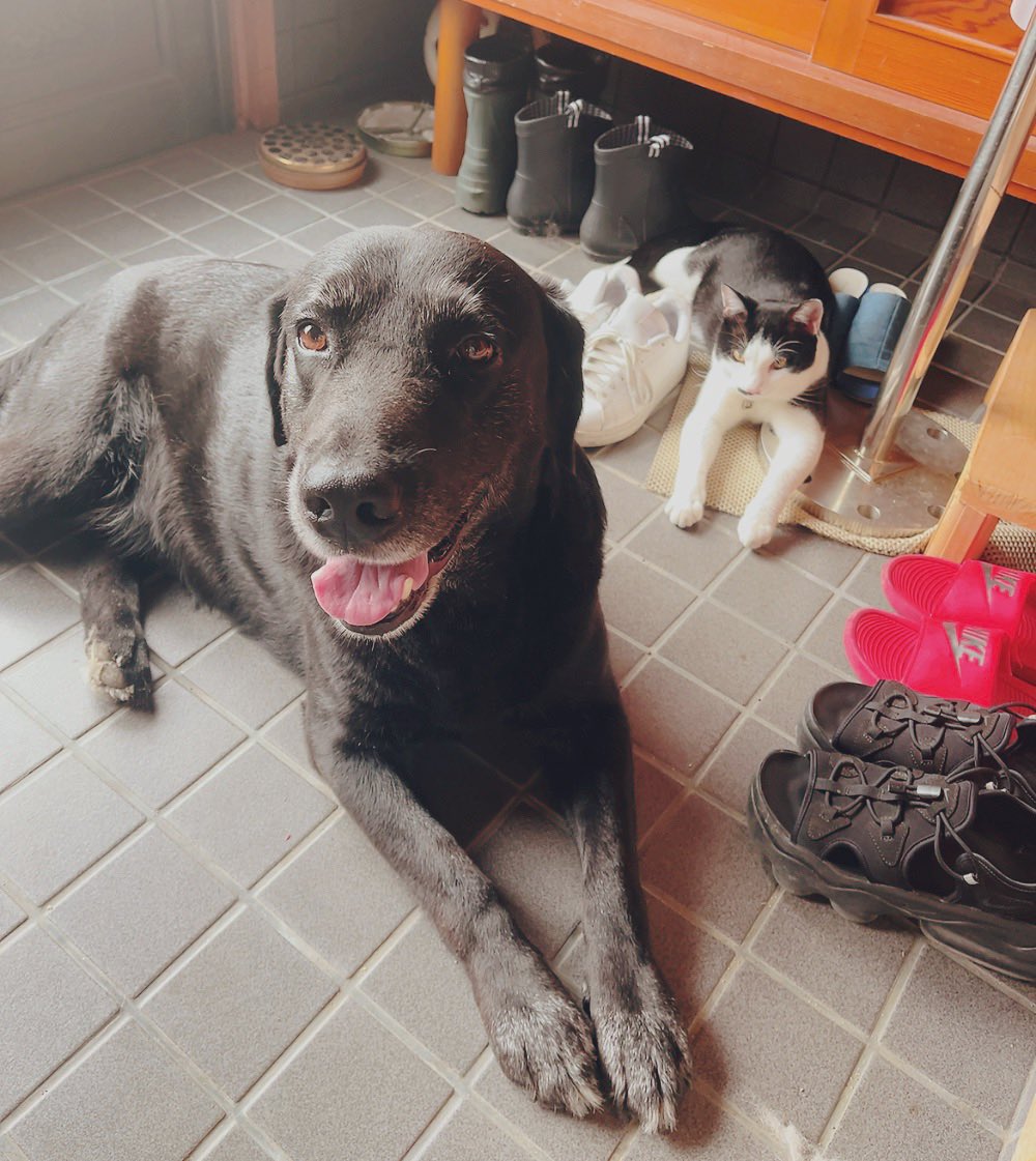 runntannw11's tweet photo. 玄関の整頓をしていると集まってきた🤭

：なぁに？

#ラブラドールレトリバー  
#犬好きさんとつながりたい   #わんちゃんのいるくらし #犬のいる幸せ  #犬のいる幸せ  #犬との生活
#保護猫 
#ねこのいる幸せ #保護猫成長 #猫好き #猫 https://t.co/ePkFRHc5Is
