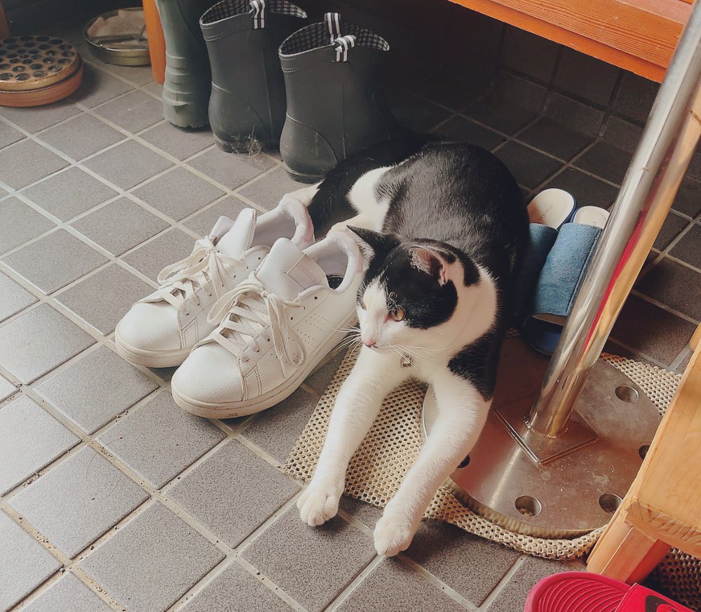 runntannw11's tweet photo. 玄関の整頓をしていると集まってきた🤭

：なぁに？

#ラブラドールレトリバー  
#犬好きさんとつながりたい   #わんちゃんのいるくらし #犬のいる幸せ  #犬のいる幸せ  #犬との生活
#保護猫 
#ねこのいる幸せ #保護猫成長 #猫好き #猫 https://t.co/ePkFRHc5Is