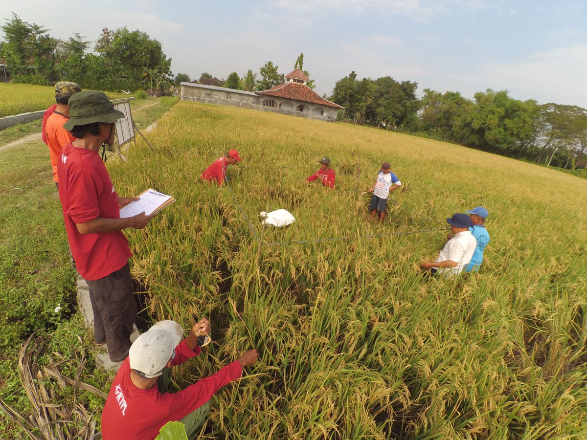 Di Desa Pakisan, demoplot dan sekolah lapang SRP yang menggunakan model tanam Jarwo 2:1 berhasil meningkatkan populasi tanaman padi lebih dari 15%! Dengan model Jarwo 2:1, rata-rata hasil panen petani meningkat sebanyak 50% dari dari 6 ton/ha menjadi 9 ton/ha! 👏🏽
