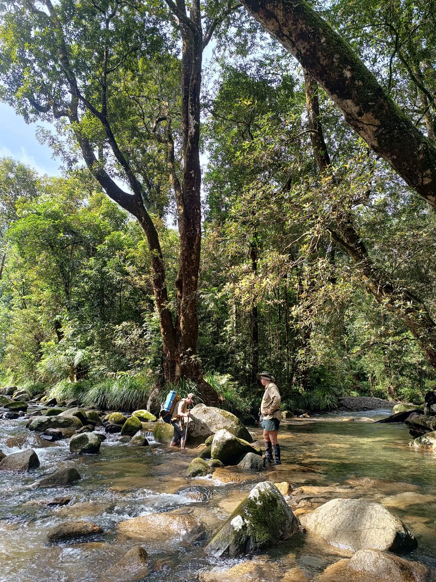 A challenging river crossing with heavy #TLS kit strapped on, but nonetheless a stunning moment during recent work in one of our #LTER plots near Russell River. QPRP sites never fail to provide adventure...