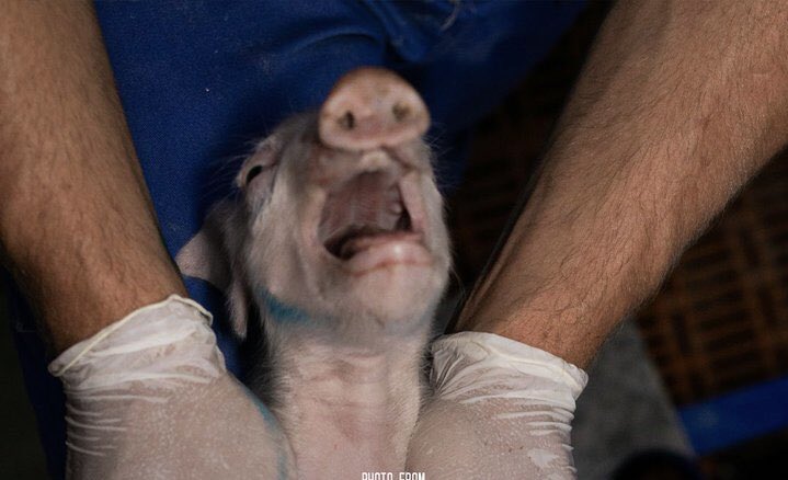 Son_of_Space's tweet photo. 1/2
With your innate &amp; limitless capacity for humanity, imagine what you are freely capable of. Now compare that to the gross interminable inhumanity you choose to inflict upon other sentient inhabitants of this shared world. 

#EndSpeciesism 
#BeVegan https://t.co/OdstuPK9JT