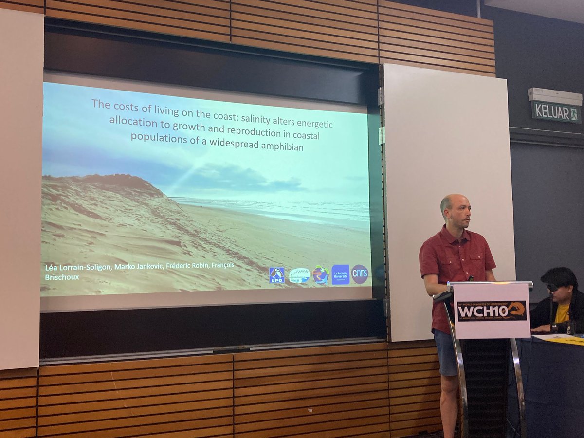 Ecophy (@ecophy_cebc) on Twitter photo Great opportunity to present <a href="/LSoligon/">Léa Lorrain-Soligon</a> et al.'s studies on salinity-related alterations of energetic allocation in coastal amphibians 🐸 🧂during a terrific symposium 🤩 #WCH10 Great opportunity to present <a href="/LSoligon/">Léa Lorrain-Soligon</a> et al.'s studies on salinity-related alterations of energetic allocation in coastal amphibians 🐸 🧂during a terrific symposium 🤩 #WCH10