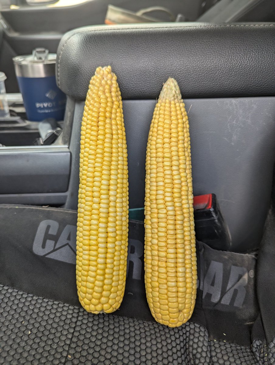 Pulled some ears tonight on the farm. Kept the best 2. Left is 18x50, right is 16x46. 18% wind/hail loss so far. Overall pleased with what I'm seeing. <a href="/bw_fusion/">BW Fusion</a> BioBoost at planting, 64oz Full Sun at V8, 32 oz AmiNo at R3. <a href="/ConceptAgriTek/">Concept AgriTek</a> Foliar RX applied at post emerge.🤞🌽