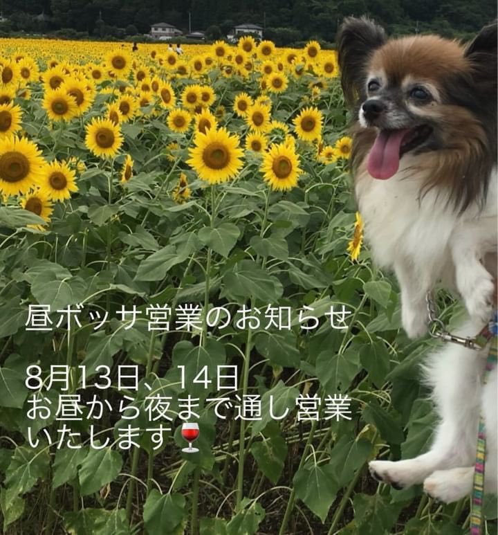 bar_bossa's tweet photo. 去年好評だった、夏のお昼営業します。赤ちゃんも大歓迎です。メニューは夜のメニューと同じです。８月１３日、１４日、１４時から２４時まで営業します。 https://t.co/D0ga9Iz9As