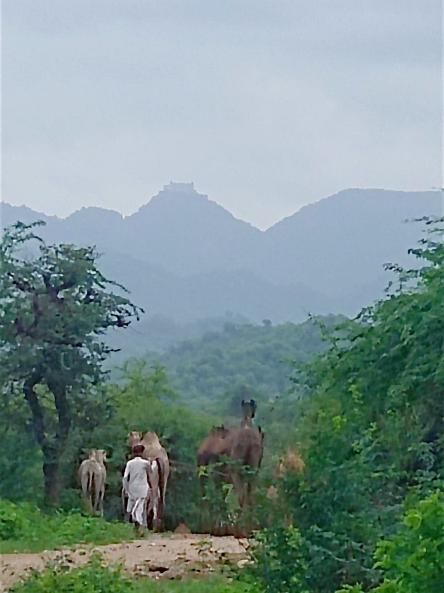 IlseKohler's tweet photo. Our camels this morning on the way to their daily browsing circuit.
#Kumbhalgarh #camelconservation #myrajasthan #Raika #nature https://t.co/YxKdxgHMI0
