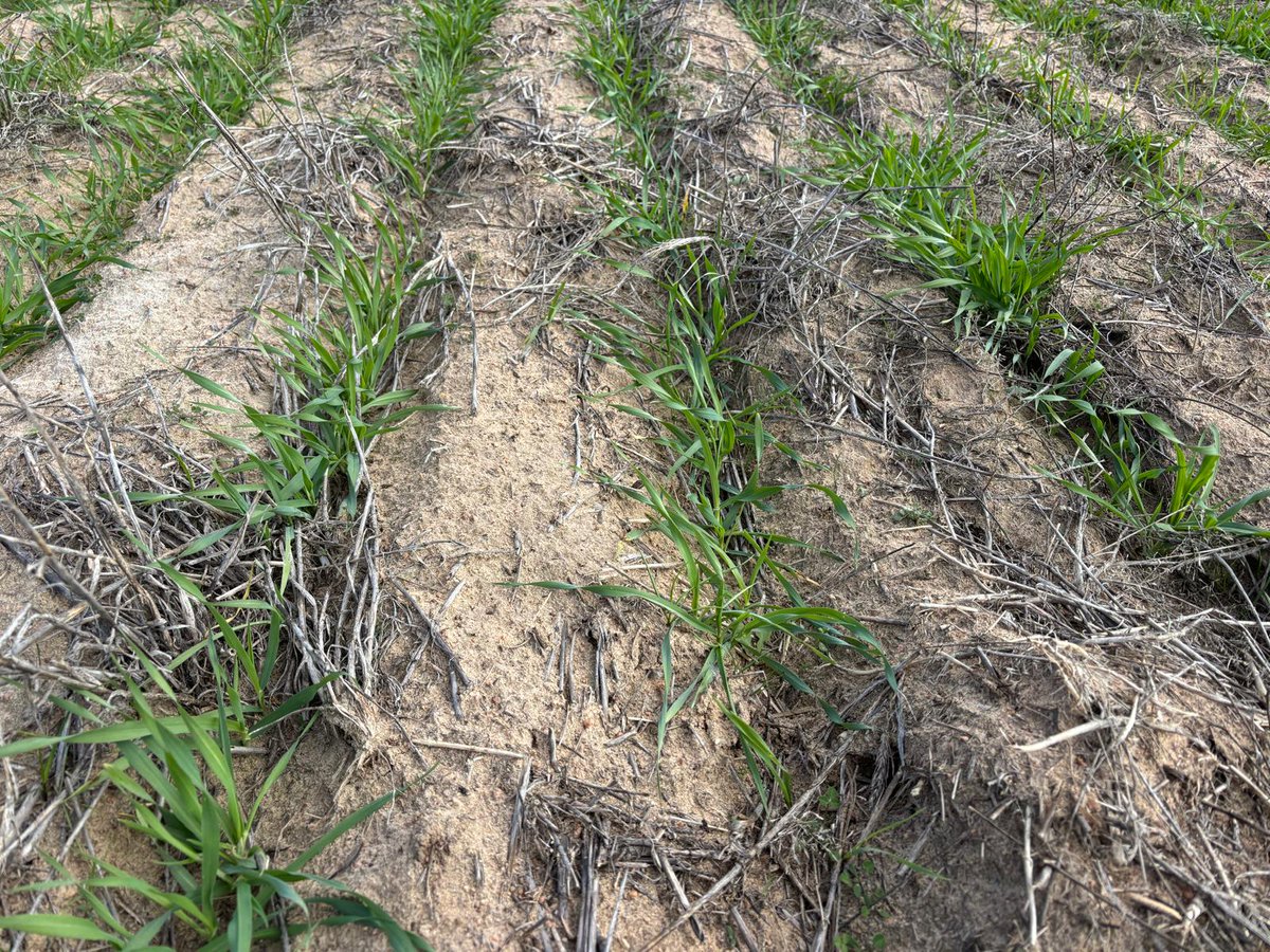 Check out this incredible transformation - on the left, you can see the amazing results of delving and spading from last year, showcasing Commodus Barley. On the right, the untreated soil tells a different story. Boost your crop yields - give us a call on 0428610962
#EPAG