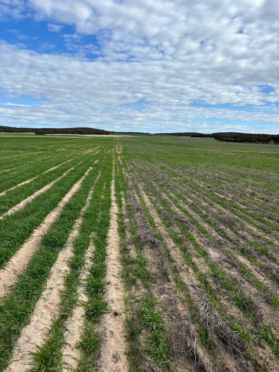 RikstarDelving's tweet image. Check out this incredible transformation - on the left, you can see the amazing results of delving and spading from last year, showcasing Commodus Barley. On the right, the untreated soil tells a different story. Boost your crop yields - give us a call on 0428610962
#EPAG