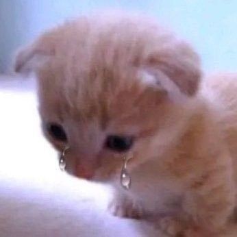 олисия tweet media