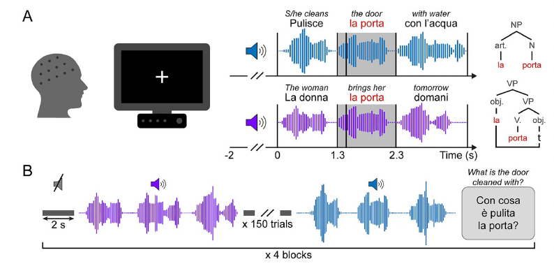 _smicera's tweet photo. Our new paper on the electrophysiological structures of syntactic information is just out in Cerebral Cortex by @andreamoro_ @andrea_cometa_, Emiliano Ricciardi, with @stefanocappa, @Chiara_Batta @FiorenzoArtoni et al.   

https://t.co/hJlE5ABMj0 https://t.co/iM0324mqOx