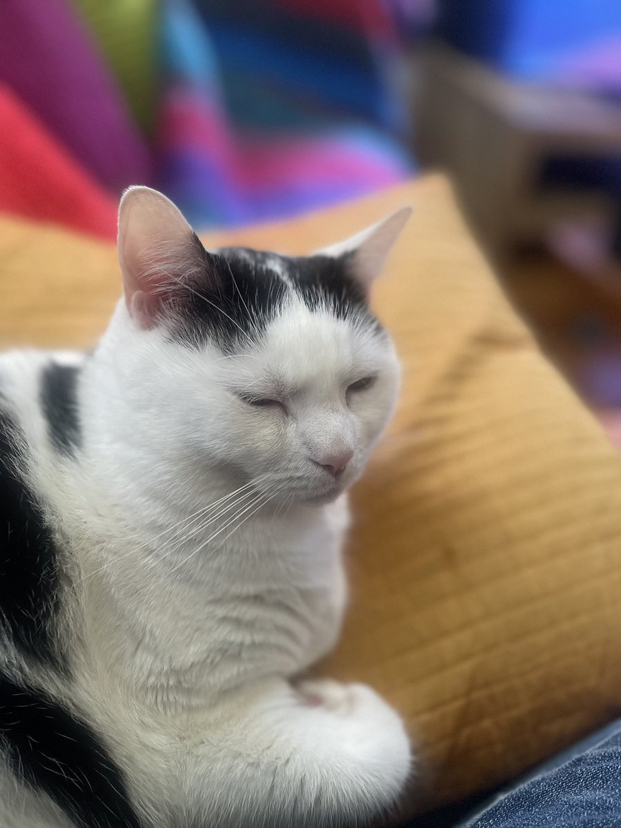oormilaprahlad's tweet photo. I’ll be performing a new work that I wrote for stage, at the Redleaf Gallery tomorrow. Penny looks at all the stuff that needs editing in my piece. Poem-ing is hard, my kitty… #performance #writingforstage https://t.co/PeUMWlVEYN