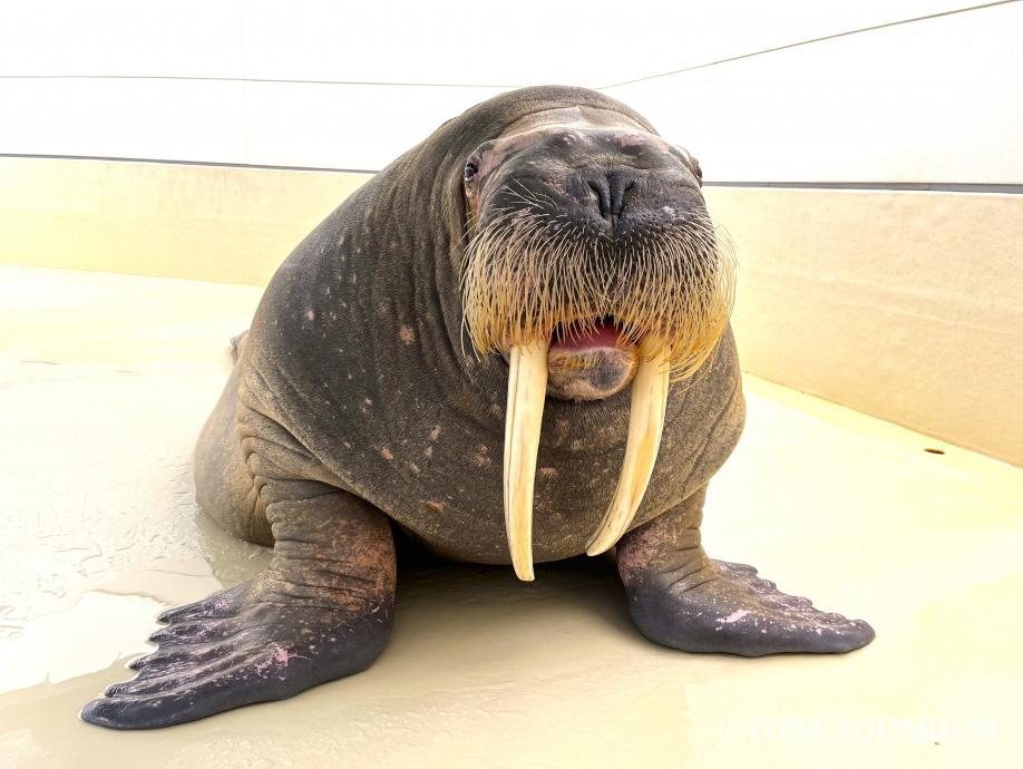 セイウチの「コンビネーショントレーニング」。: 皆さんこんにちは、ともちゃんです。   ポウちゃんに協力してもらって、5月3日から密かに始めていたトレーニングがあります。 それはセイウチの「コンビネーショントレーニング」です。 ボクたち人間は「歌いながら踊る dlvr.it/TBbWwN