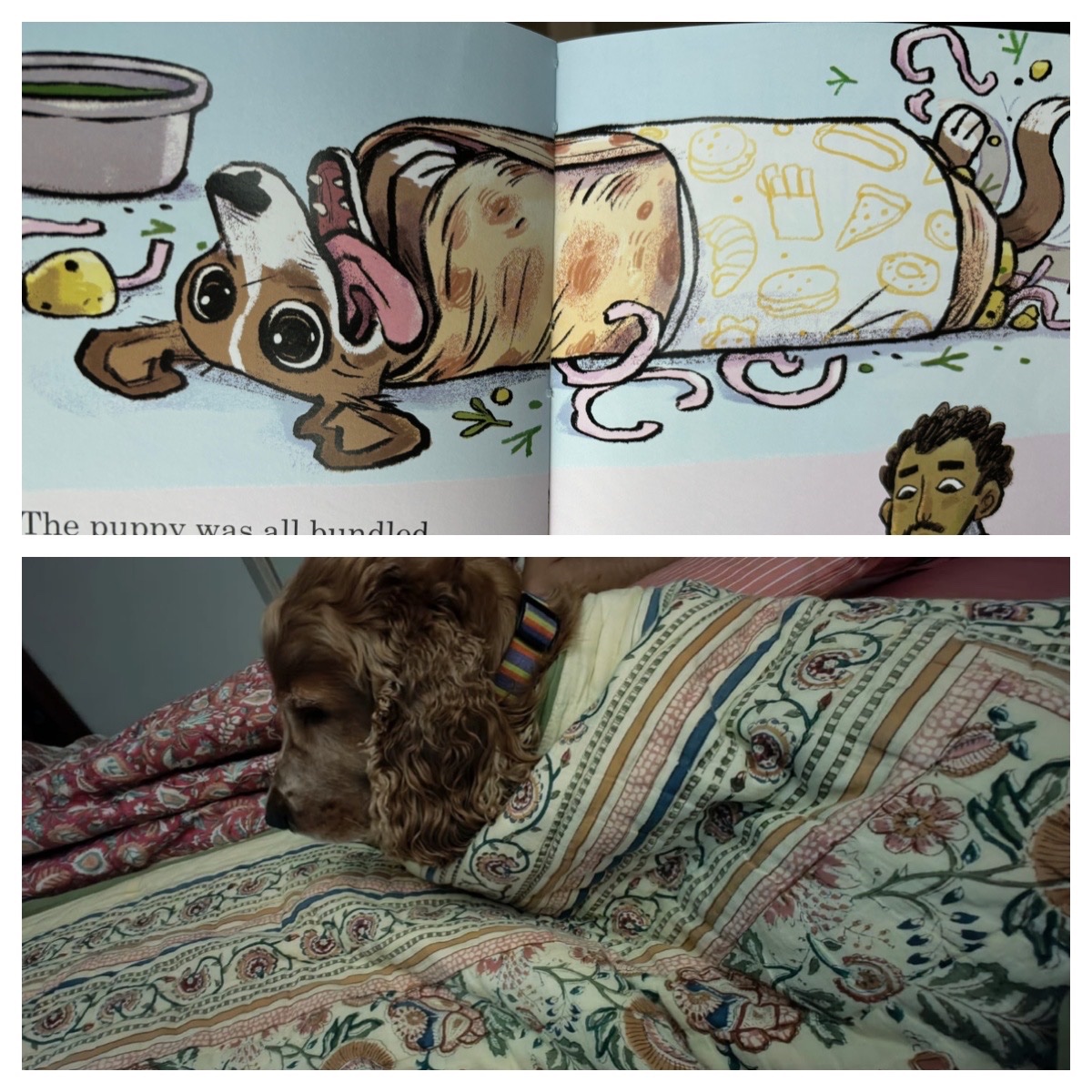 Bijal Vachharajani (@bijal_v) on Twitter photo Have you read Puppy Trouble already? <a href="/menakaraman/">Menaka Raman</a>’s Woody has and he’s done a fan burrito pose. Illustrated by Rajiv Eipe. Have you read Puppy Trouble already? <a href="/menakaraman/">Menaka Raman</a>’s Woody has and he’s done a fan burrito pose. Illustrated by Rajiv Eipe.