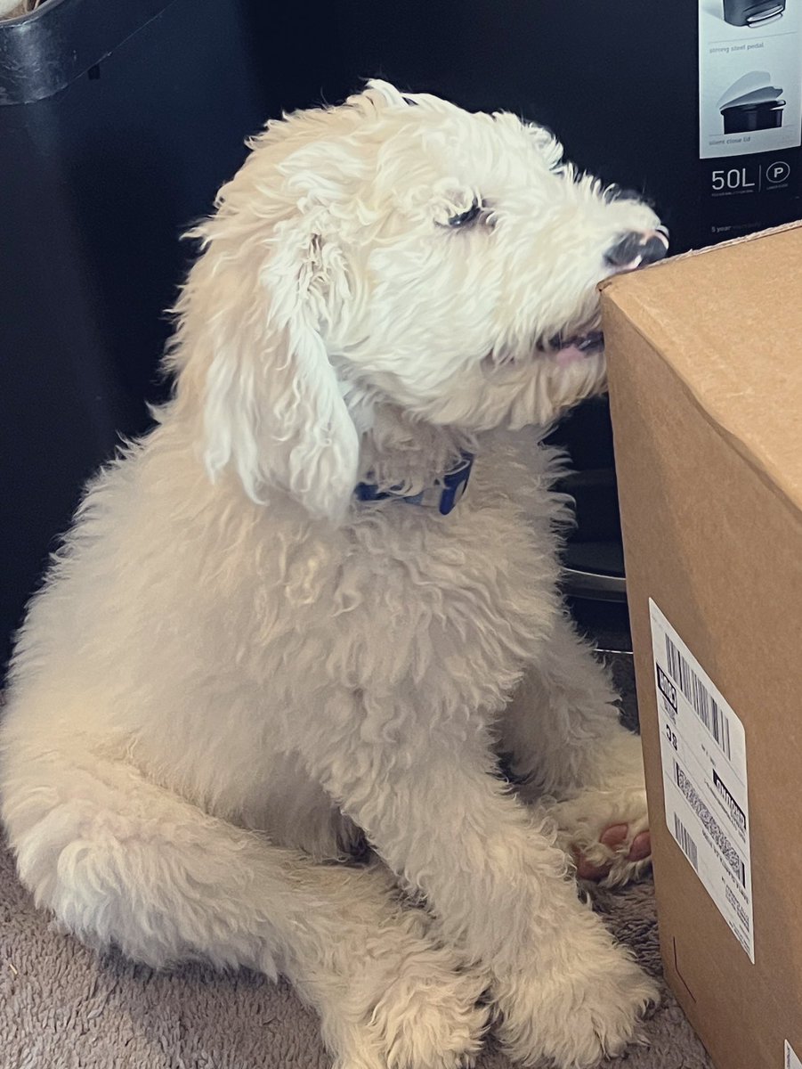 Bdazzld's tweet photo. @lily_marston My new furbaby 🐶 https://t.co/JlaDyyeIY3