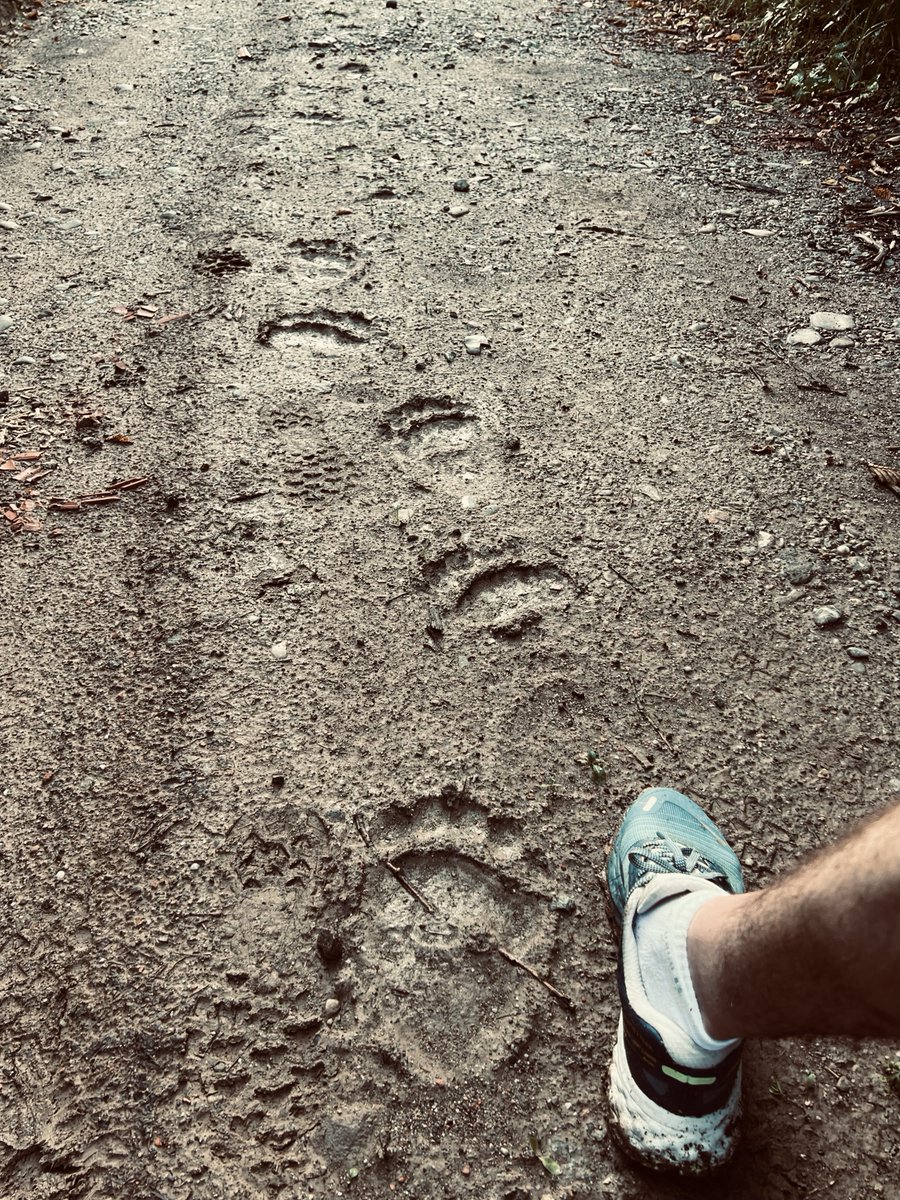 JustATinyWindo1's tweet photo. #Romanian countryside #Sighișoara - adolescent brown #bear tracks had the little hairs on my neck standing strong at 6 am. Learned upon returning to the hotel that a female hiker was killed by a bear the month previous - yikes! https://t.co/mfybWlMHpH