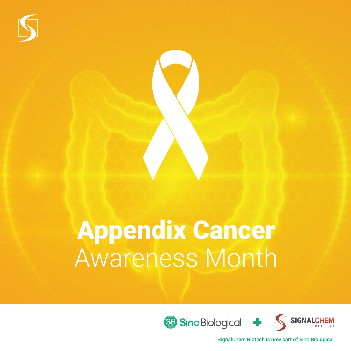 August is #AppendixCancer Awareness Month! 🎗️ This rare #cancer is hard to detect early. Raising awareness can improve diagnosis, treatment, and research. Let’s spread knowledge and support progress. #AmberForAppendixCancer #TurnAugustAmber