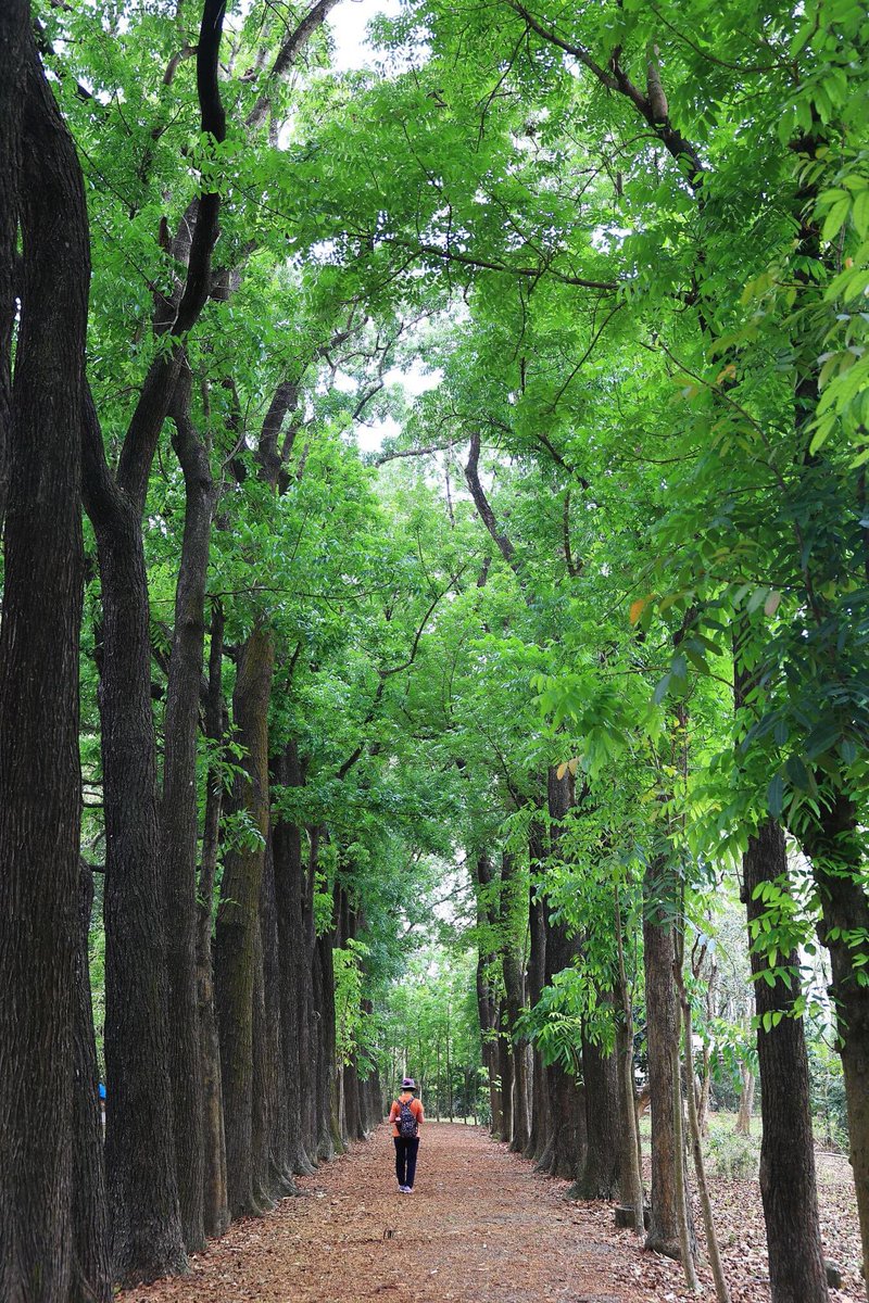 ColombiaTaiwan's tweet photo. Alfombra de hojarasca🌳
En estas imágenes se observa el paseo de caoba del Parque Forestal de #Xinwei, en el Área Paisajística Nacional de #Maolin, en #Kaohsiung, cubierto con hojas caídas, que le otorgan un aspecto romántico y poético en todas las épocas del año @NOTICIASTaiwan https://t.co/ypUeEaU0UH