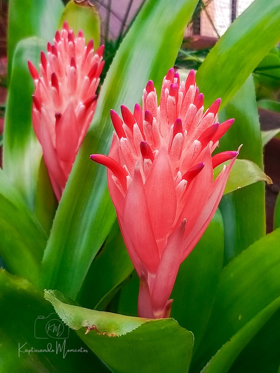 Ethoska's tweet photo. Bromelias ❤ https://t.co/N4Occ5jna3