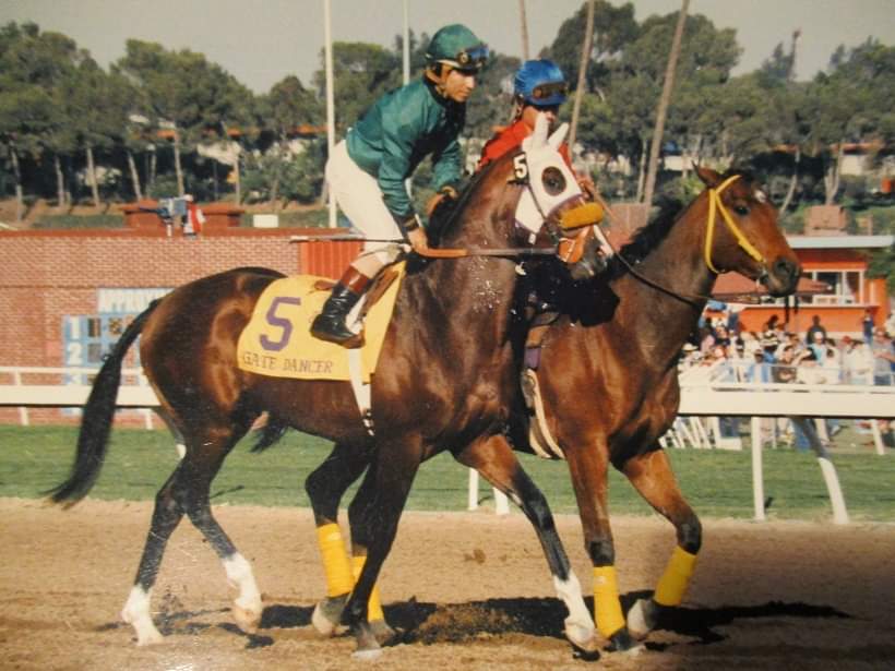 HORSERACING1002's tweet photo. GATE DANCER๐บ๐ธ1981
(SOVEREIGN DANCER - SUN GATE BY BULL LEA)#GateDancer
B/ William R. Davis (Fl) Mar 31, 1981.
O/ Opstein K
T/ Jack Van Berg
OBSOCT $40,000 RNA
28-7-8-7---$2,501,705
Super Derby G1, Preakness S G1, Omaha Gold Cup G3, Cornhusker H G2.
2nd Los Feliz S, Breeder's Cup Classic G1(2), San Felipe H G1, El Camino Real Derby, Jockey Club Gold Cup G1, Marlboro Cup G1, Oaklawn H G2.
3rd Arkansas Derby G1, Santa Catalina S,
Charles H. Strub G1, Santa Anita H G1, Widener H G1.
NTR Louisiana Downs 10f 2,00,โ
.
Stood Good Chance Farm, Lucas Farm, Silver Leaf Farm, Johnson Hollow Farm
Sired 441 foals, 291 winners, 27 sw, Blazed Star, Casey Griffin, Dancer's Gate, Dancing John, Electrojet, Imah, Profound Secret, Smart Coupons, Teddy's Top Ten,
Died Mar 6, 1998
(Laminitis).