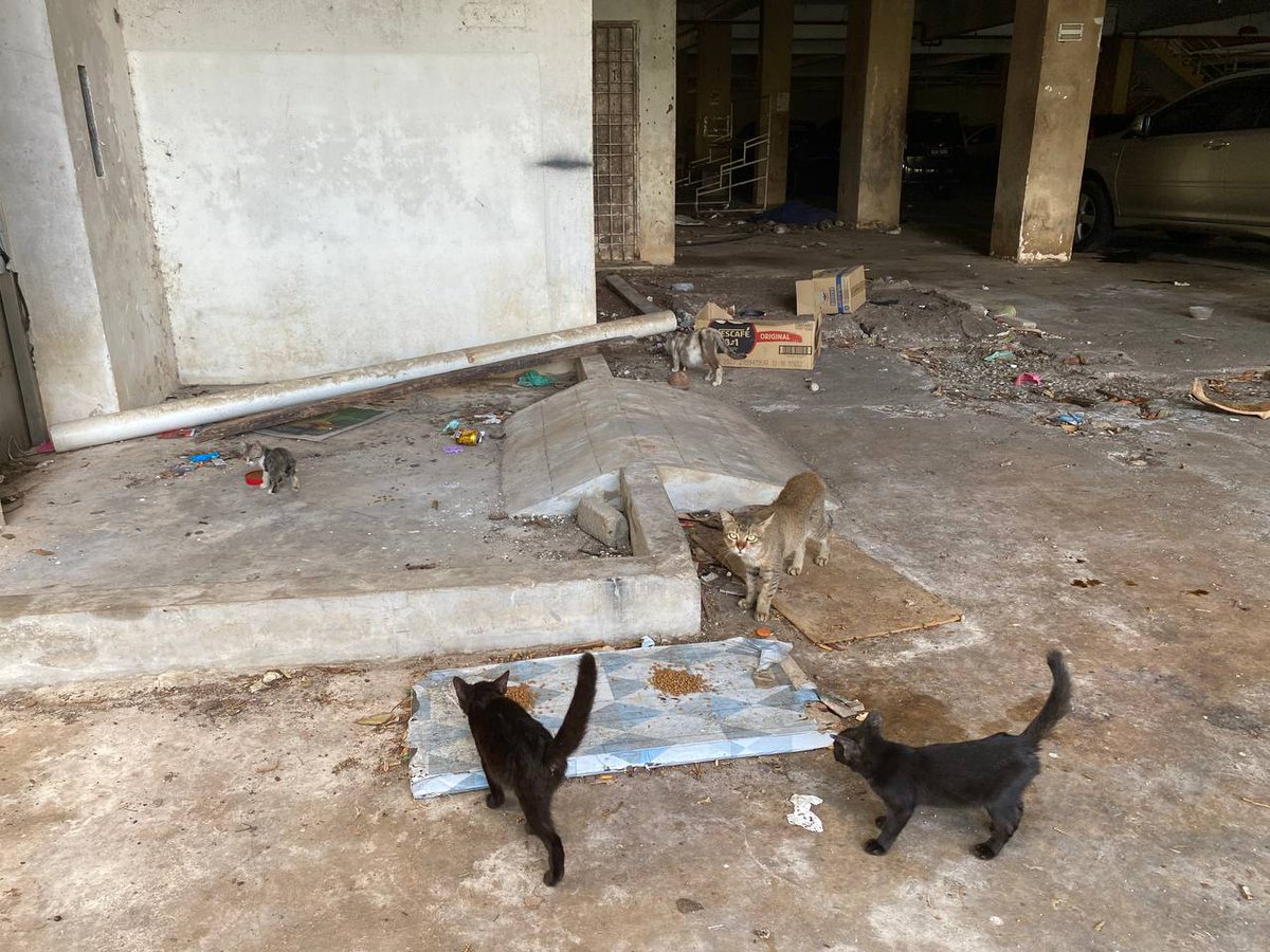 Cintabulus's tweet photo. 𝘼𝙠𝙩𝙞𝙫𝙞𝙩𝙞 𝙨𝙪𝙠𝙖𝙧𝙚𝙡𝙖𝙬𝙖𝙣 𝙠𝙖𝙨𝙞𝙝..
7 OGOS 2024 (RABU) oleh SUKARELAWAN KASIH, disekitar Bandar Jerteh, Terengganu.
.
Jika Tuan/Puan tidak boleh berkorban masa dan tenaga setidaknya Tuan/Puan boleh bersama-sama kami memberi makan harian dan keperluan haiwan jalanan dengan hulurkkan sumbangan membantu kebajikan haiwan jalanan,
.
Kami sediakan kemudahan Tuan/Puan menyumbang untuk haiwan jalanan :
https://t.co/rpWVAfYzwU
https://t.co/rpWVAfYzwU
.
𝐂𝐢𝐦𝐛 𝐛𝐚𝐧𝐤
8605683021
Pertubuhan Kasih Haiwan Jalanan Malaysia
.
#pertubuhankasihhaiwanjalananmalaysia