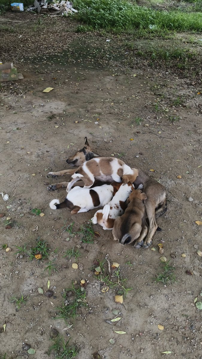 Avidoda0001's tweet photo. Maternal love in action♥️
 I've observed something touching: the puppies eat first, and only after they are done does their mother eat. This poignant act of selflessness reflects a universal truth-whether human or animal, a mother always puts her children's needs above her own. https://t.co/u5BJQJtuzT