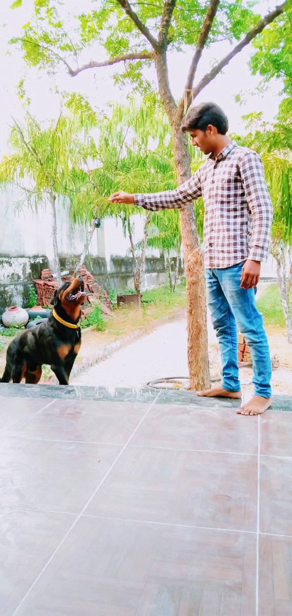 KhemuBloger's tweet photo. पालतू जानवर कुत्ता सबसे वफादार जानवर 
क्या आपके पास भी इसी मॉडल का कुत्ता है क्या ? https://t.co/8NKBlV6gQl