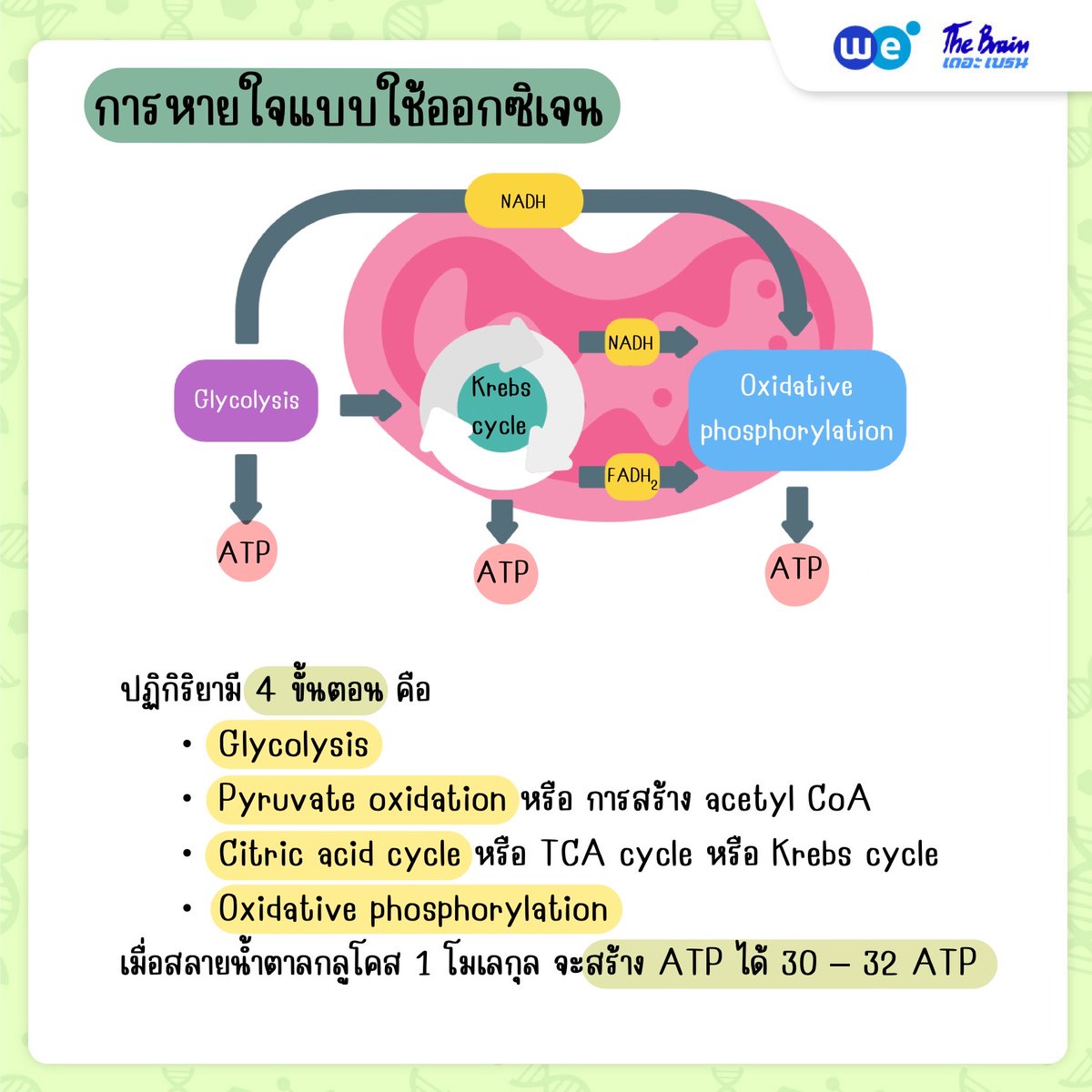 WEBYTHEBRAIN's tweet photo. แจกฟรี!!สรุปเรื่องการหายใจระดับเซลล์ ม.4
เข้าใจง่ายภายในโพสต์เดียว
คอร์สชีววิทยา ม.4 เทอม 1 รวมทุกบท (กลุ่มพื้นฐานชีววิทยา)
สมัครเลย https://t.co/Bu68wsrJfq
ทดลองเรียนฟรี https://t.co/tsM6fl7psG
#ชีวะ #ชีววิทยา #มปลาย #cellularrespiration #biology #พี่บิ���ก #WEBYTHEBRAIN #เดอะเบรน https://t.co/MakYZ2v2qj
