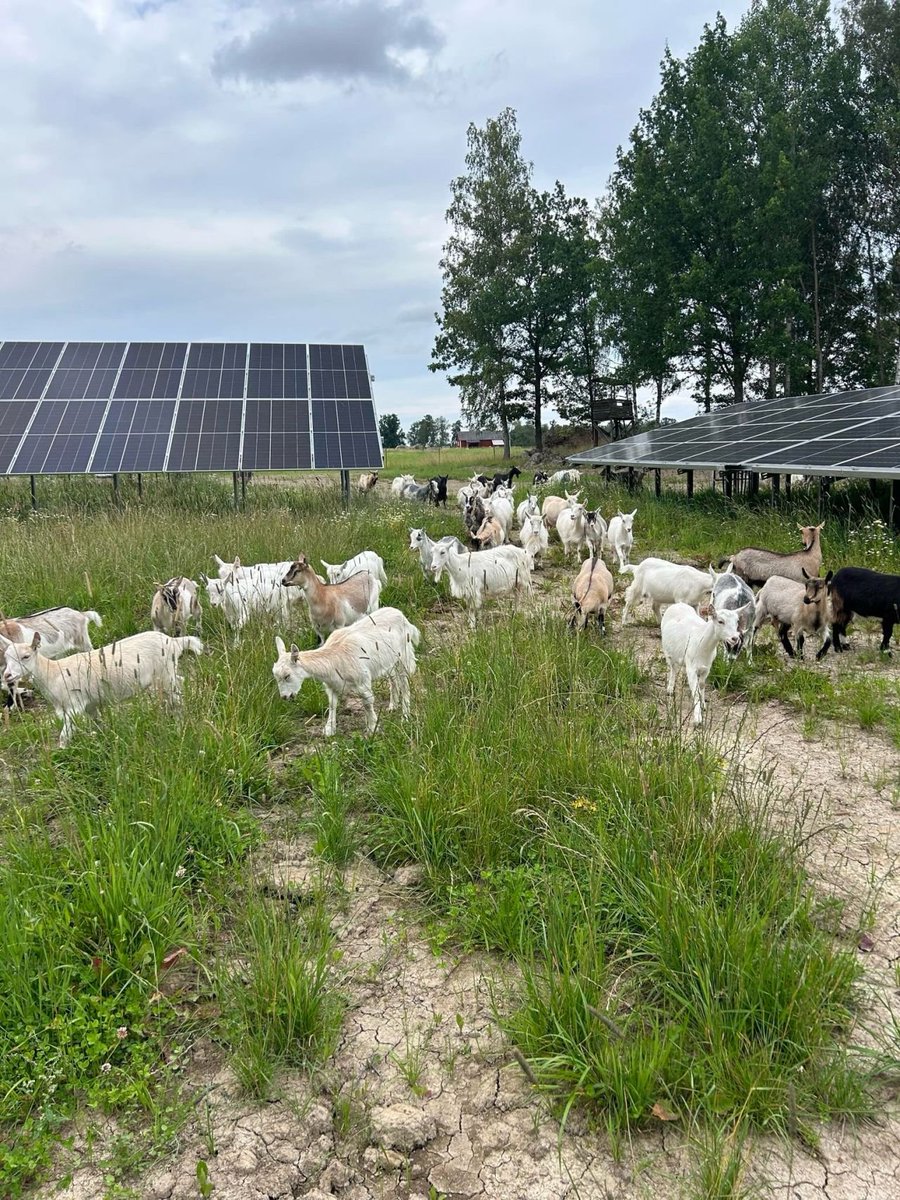 Per Everhill tweet media