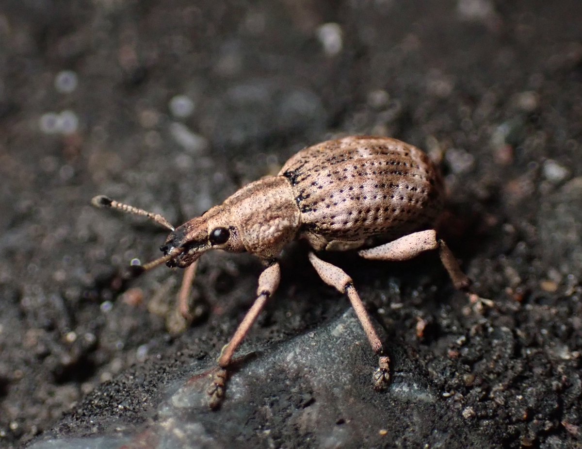 武揚の使徒 (@___weevil) / Posts / X