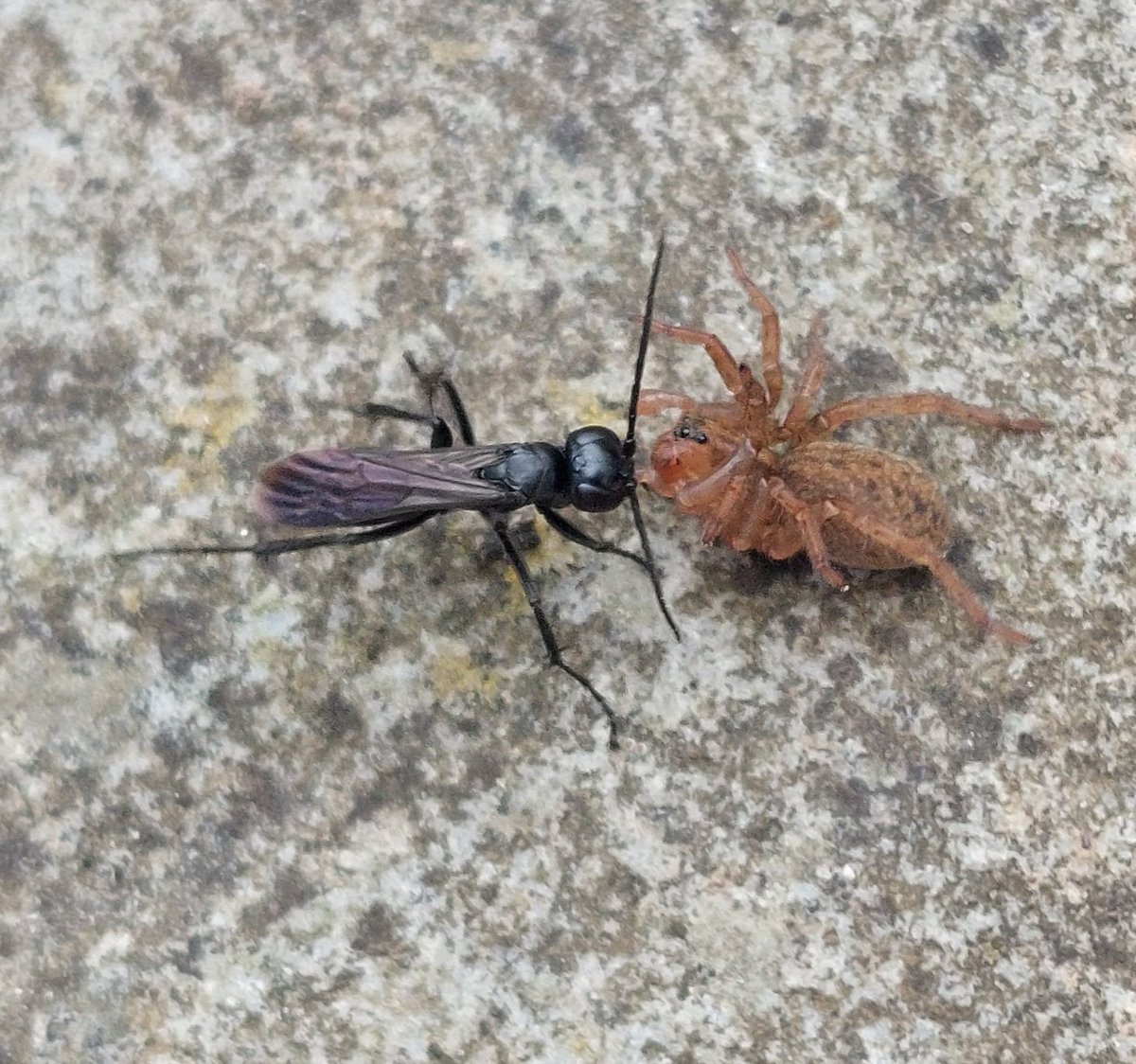 OliverPrysJones's tweet photo. A spider wasp, Dipogon (cf variegatus) dragging its prey home @cof https://t.co/006vx9FQFJ