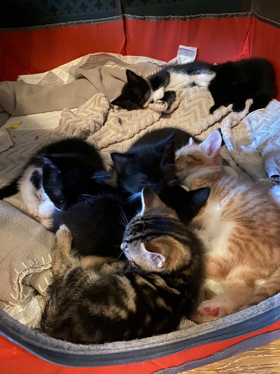 KittensCam's tweet photo. Bellies full of milk vs bellies full of meat #sameresult 😹

#fairycatmother #theeight #kittenCam #kittensofX #catsofX #adoptdontshop #cats #kittens #cute #fosteringsaveslives #kittensofinstagram #catsofinstagram 🐾 https://t.co/ccRvdSO2jB