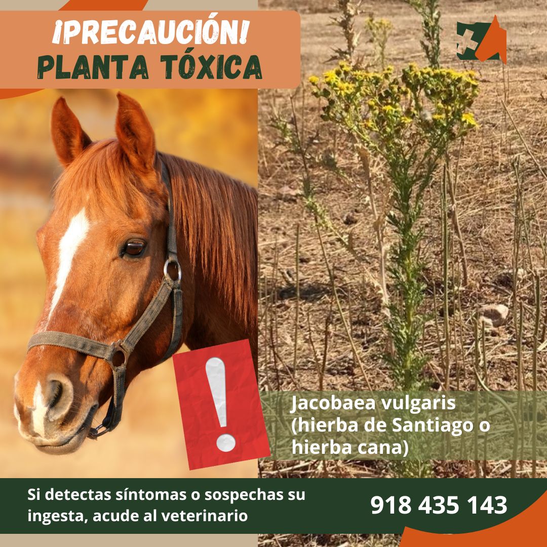 HOSPITALHvsm's tweet photo. ⚠️ 𝐉𝐀𝐂𝐎𝐁𝐀𝐄𝐀 𝐕𝐔𝐋𝐆𝐀𝐑𝐈𝐒, planta tóxica para los caballos. Silvestre, alta, flor amarilla. Su efecto a largo plazo desemboca en insuficiencia hepática no reversible. Signos clínicos: ictericia, fotosensibilidad, depresión, anorexia, signos neurológicos. 📞918435143 https://t.co/i2LSlGfPgT
