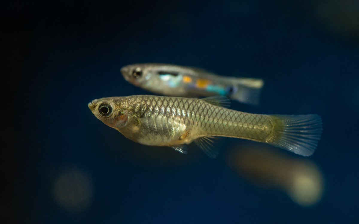 I'm looking for a 3 yr postdoc to work on evo genetics and genomics of guppy behaviour with @erik_postma @BonnieFraser8 Based in Cornwall at Exeter's @cec. Think behavioural ecology meets quant gen in the genomics era. Info + links to app forms at sites.exeter.ac.uk/wilson-group/o…