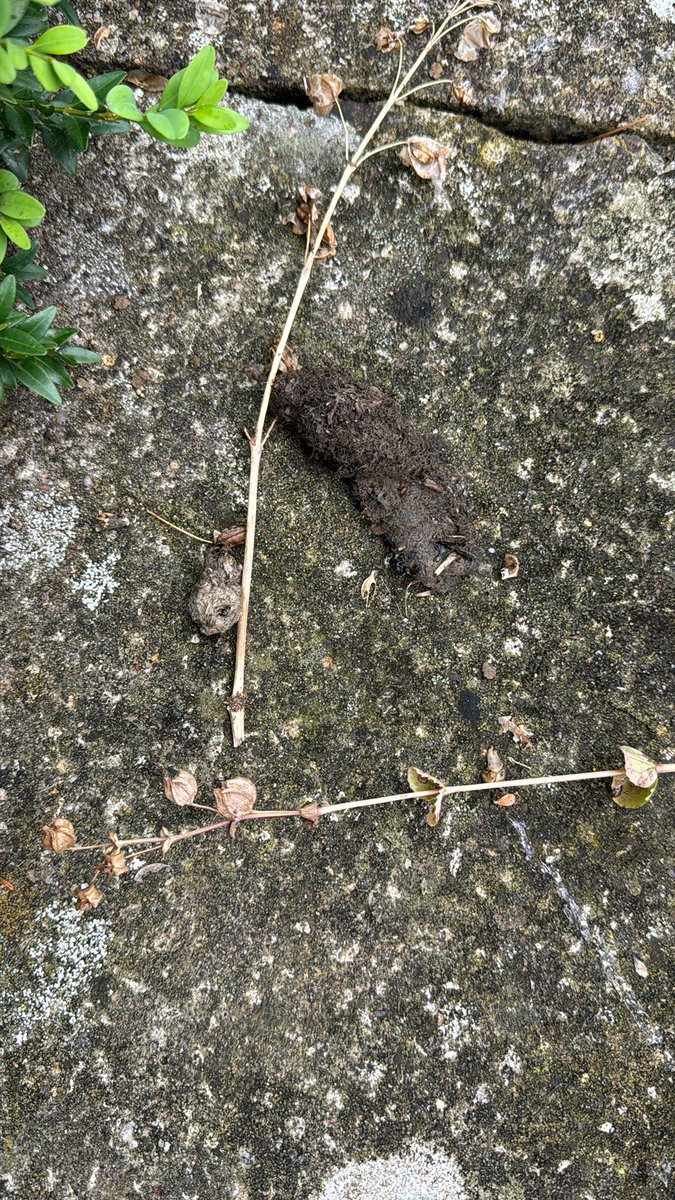 Signs of otter activity again around our pond #otterspraint #otters #broadwaycotswolds <a href="/worcswildlife/">WorcestershireWildlife</a>