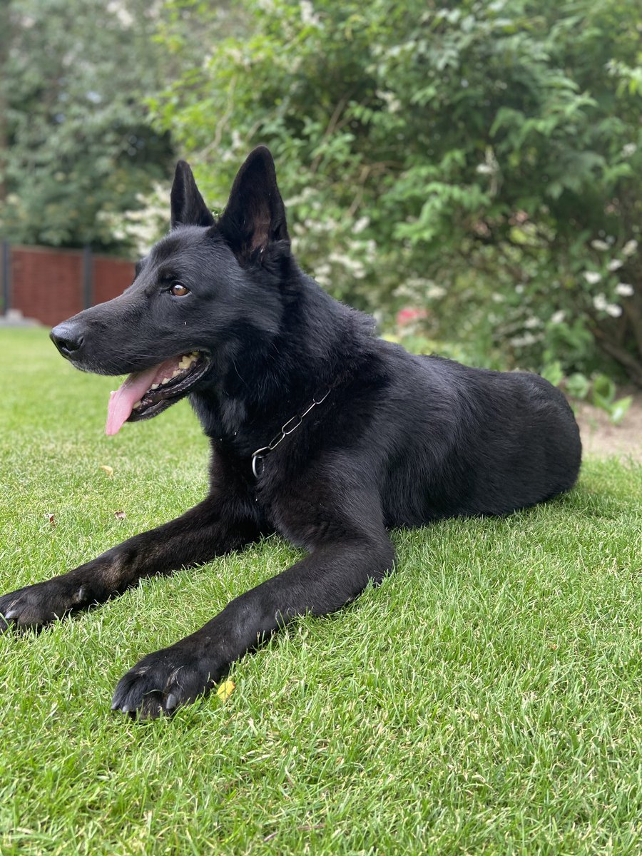soenderskov's tweet photo. Ten years with the most amazing dog!❤️
Thanks for all Catto! https://t.co/uNyUxDQBjg